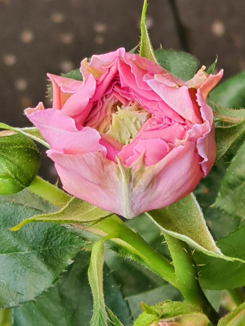 Rosa x damascena leaf