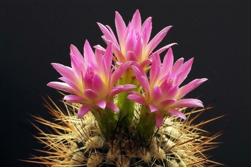 Eriosyce coimasensis — houseplant care guide