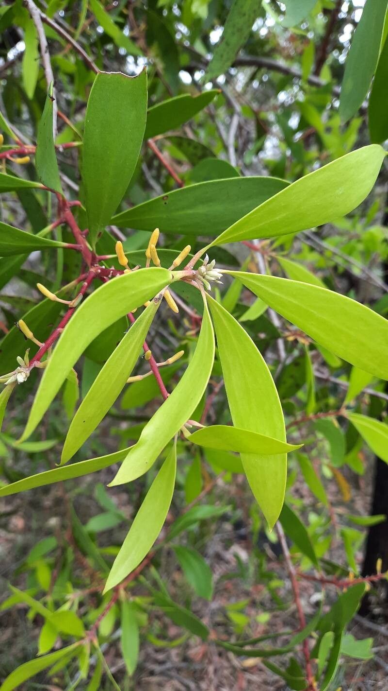Persoonia levis — related species from the same genus