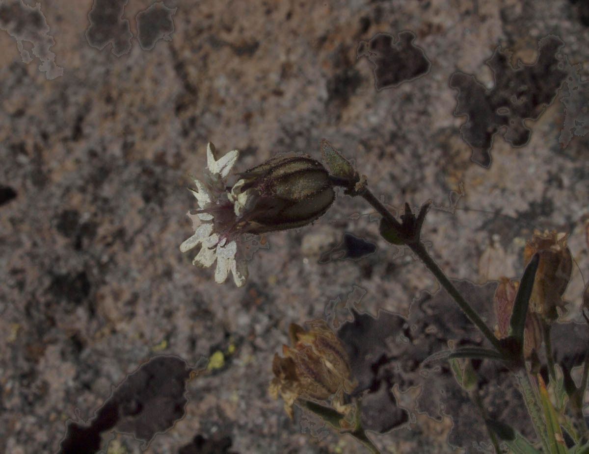 Silene suksdorfii — houseplant care guide