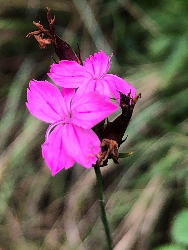 Dianthus giganteiformis — houseplant care guide