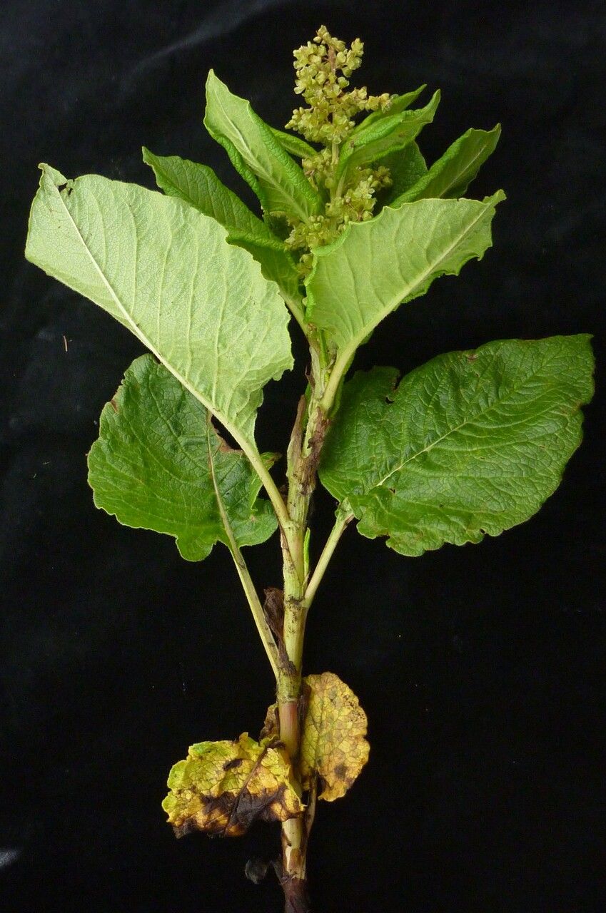 Koenigia rumicifolia habit