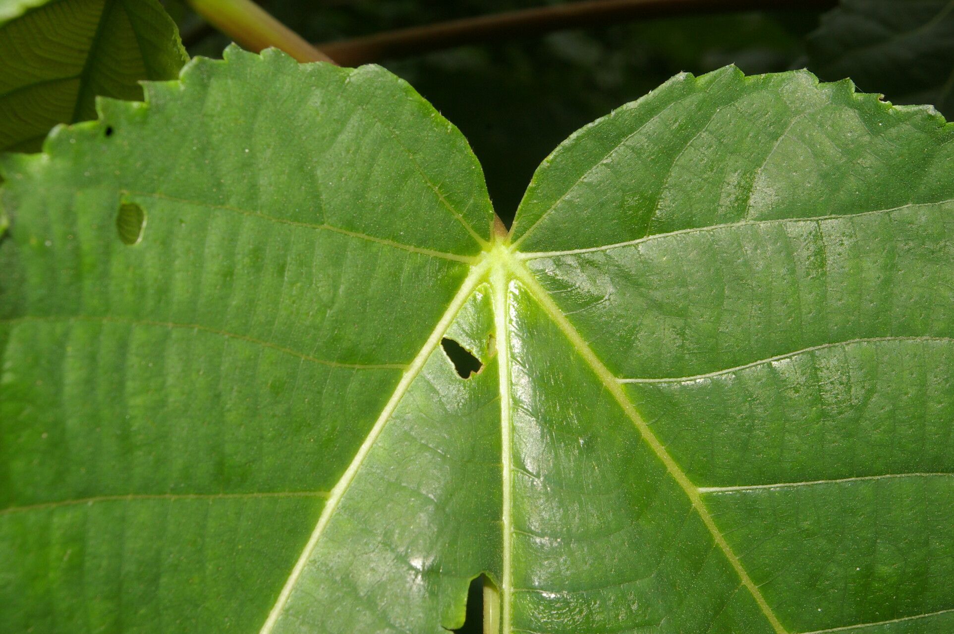 Urera fenestrata leaf
