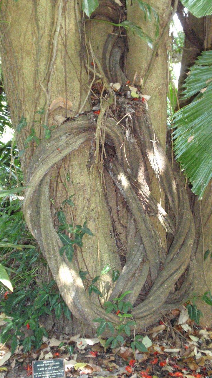 Mucuna novo-guineensis bark