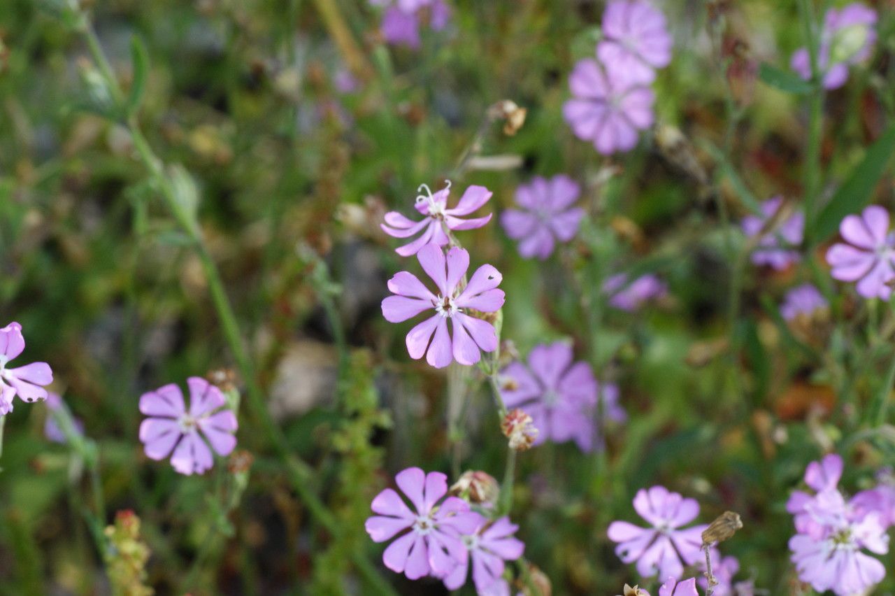 Silene graeca flower