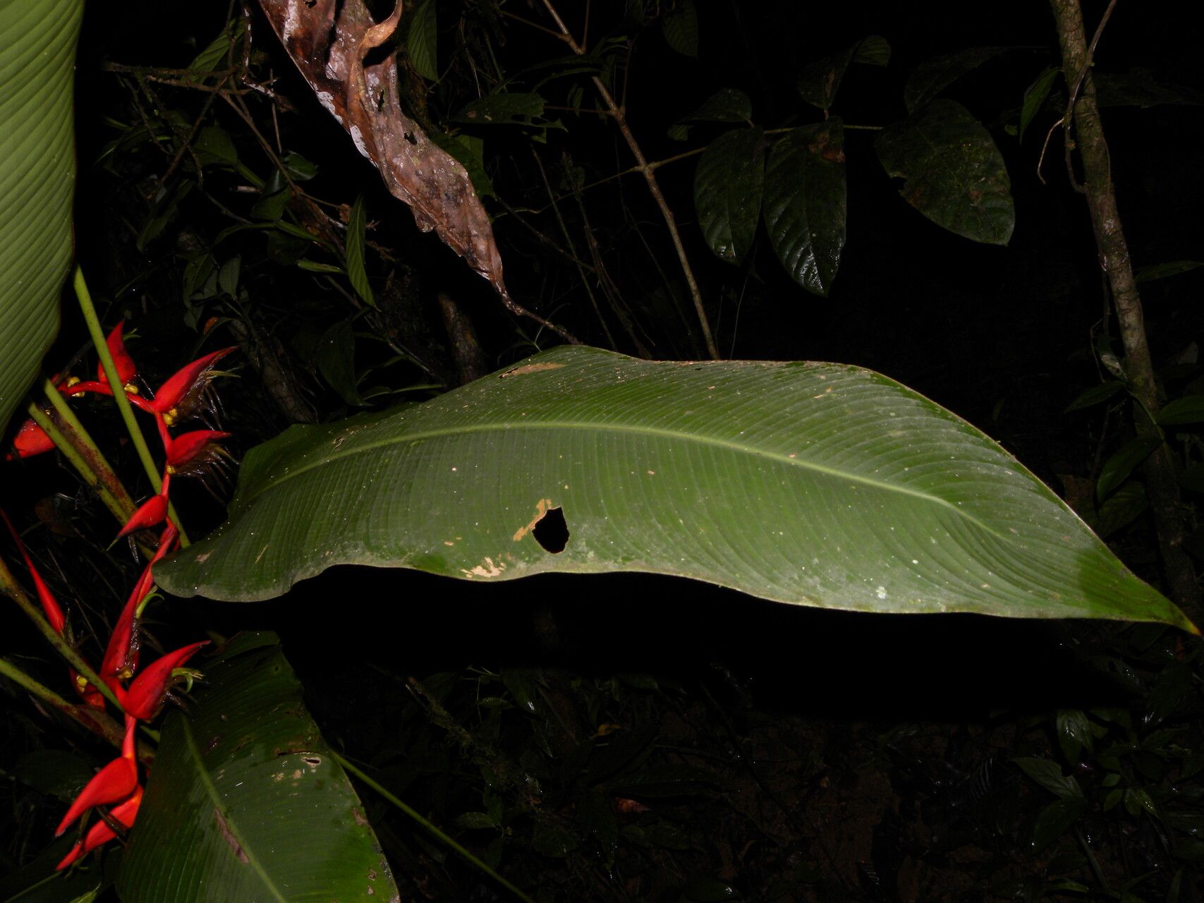 Heliconia secunda flower