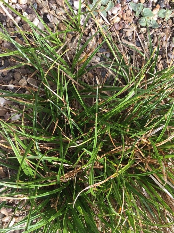Carex sagei — houseplant care guide
