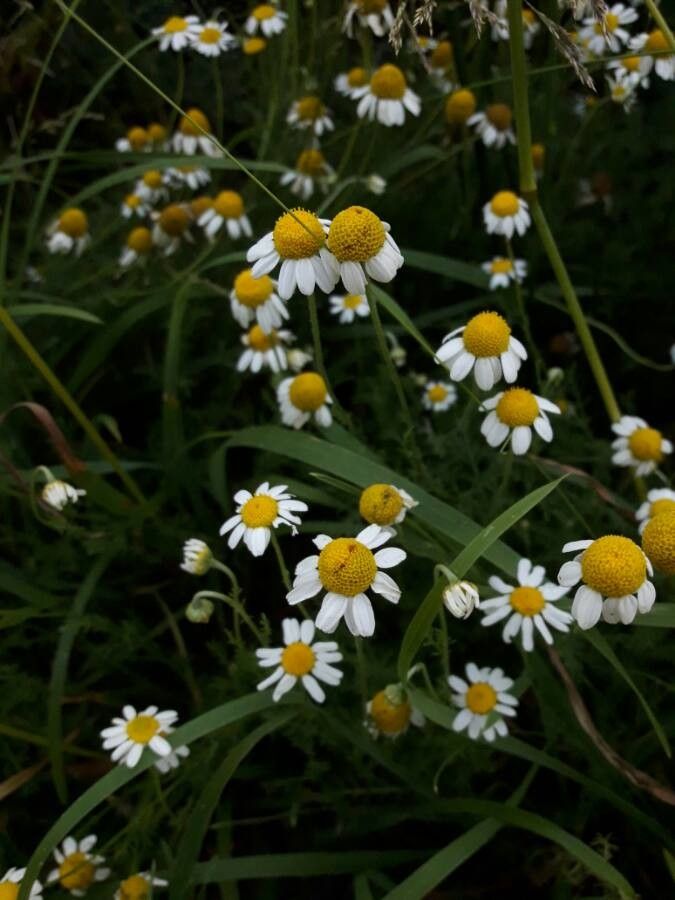 Matricaria chamomilla