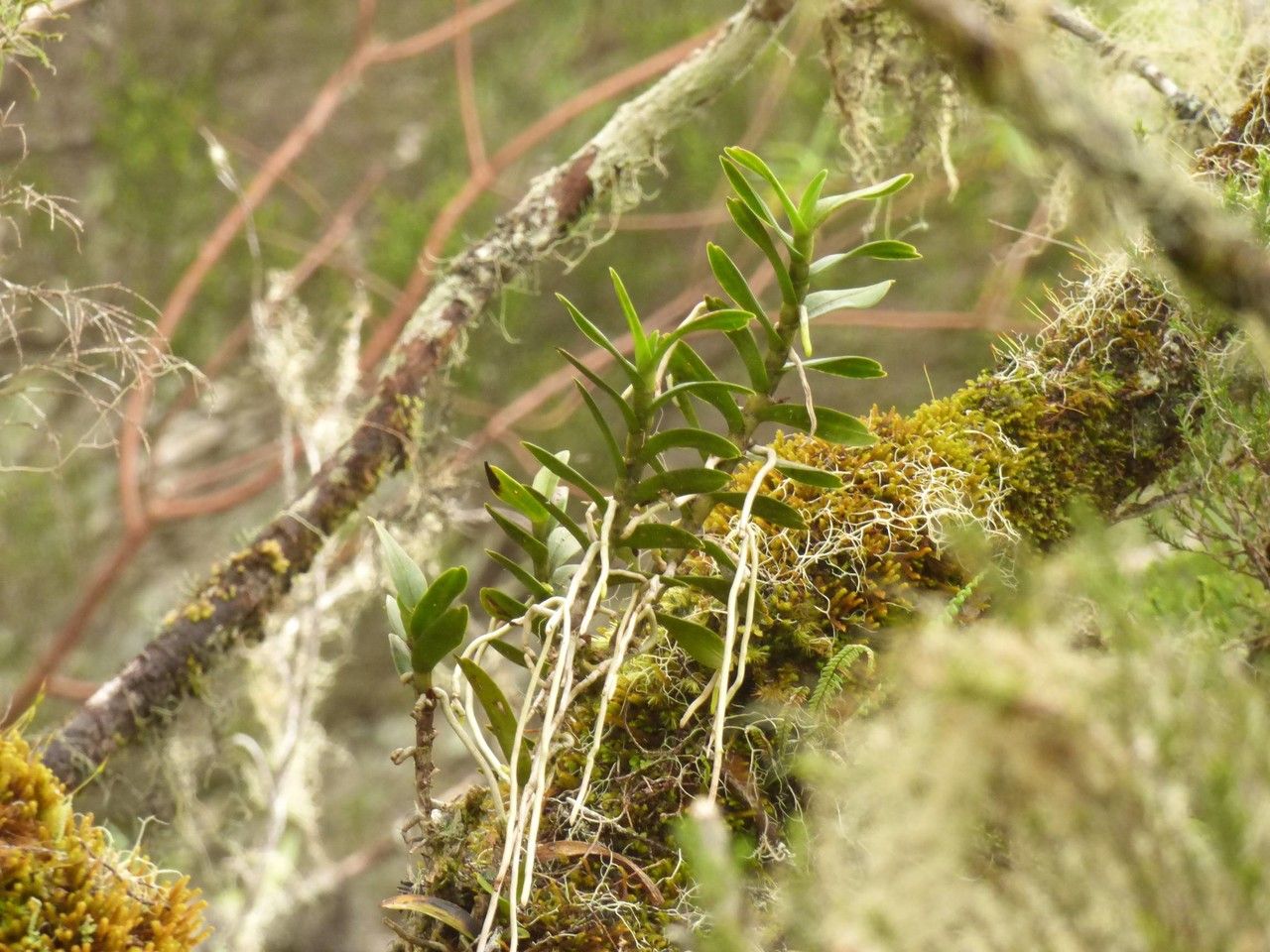 Angraecum costatum habit