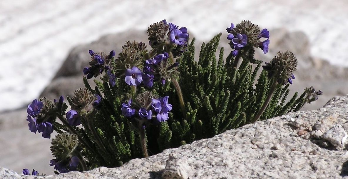 Polemonium eximium habit