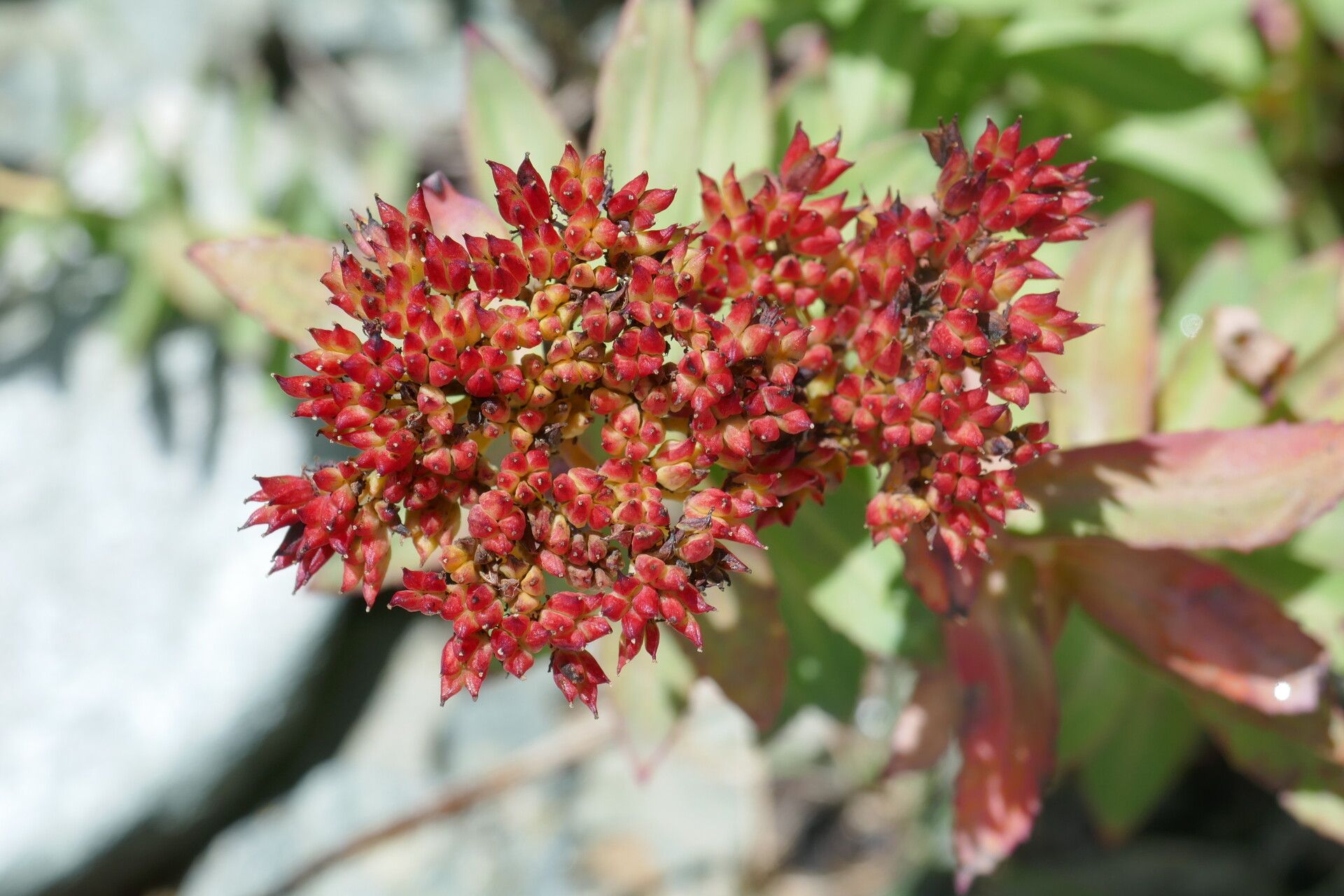 Rhodiola rosea fruit