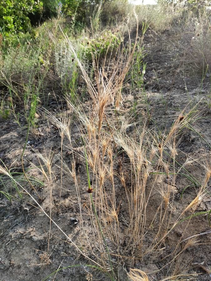 Secale sylvestre habit