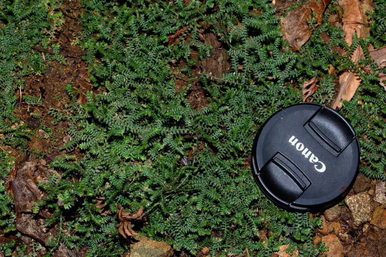 Selaginella sespillifolia habit
