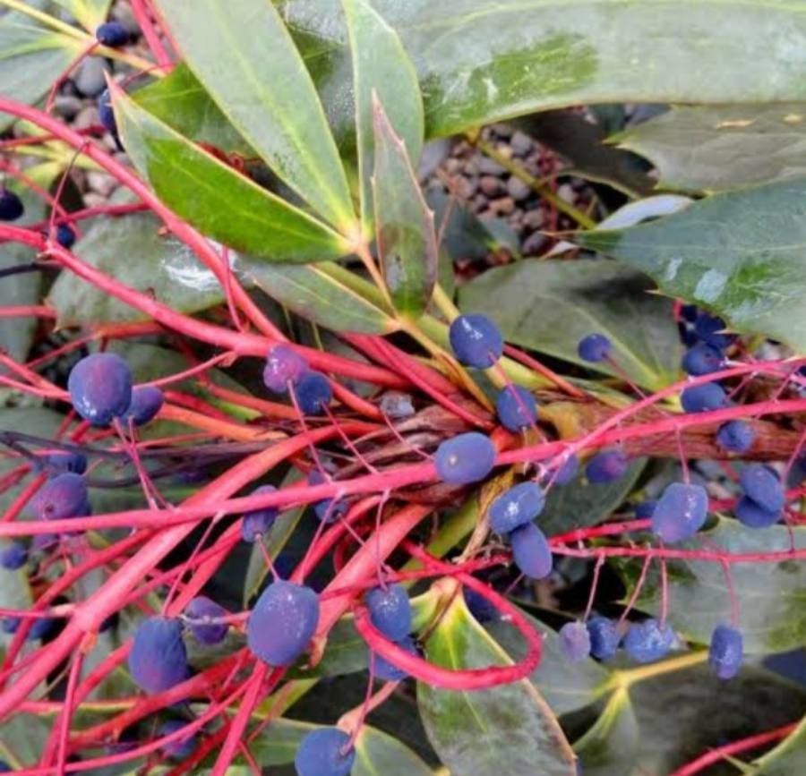 Mahonia gracilipes fruit