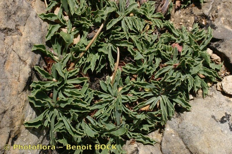 Globularia spinosa habit