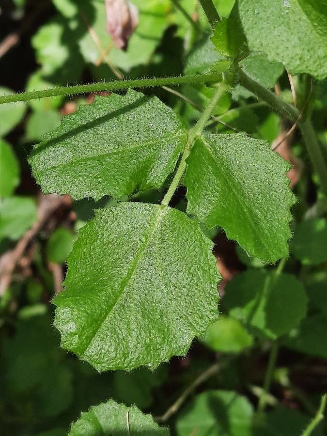 Ononis rotundifolia leaf