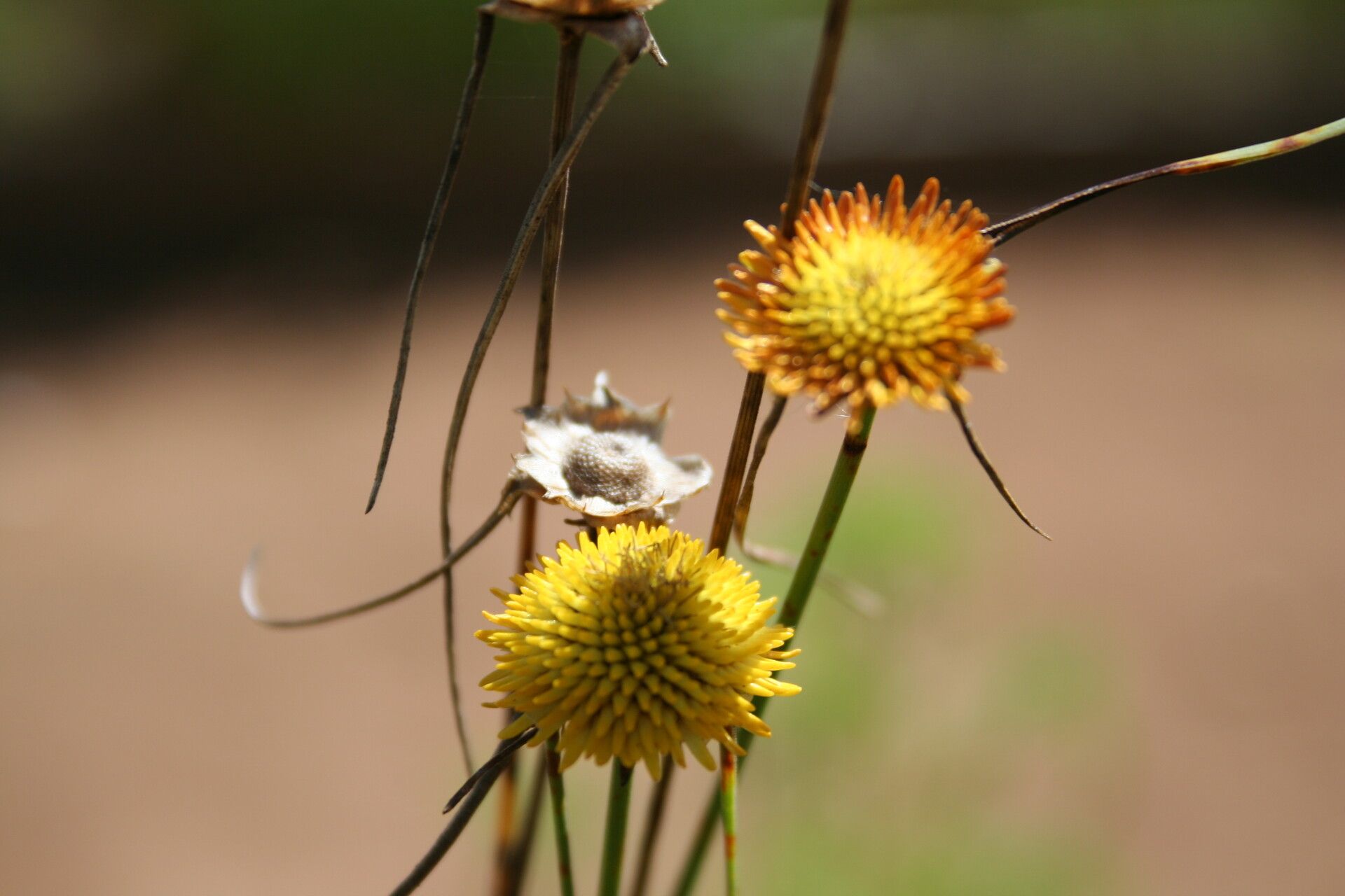 Cyperus proteus — houseplant care guide