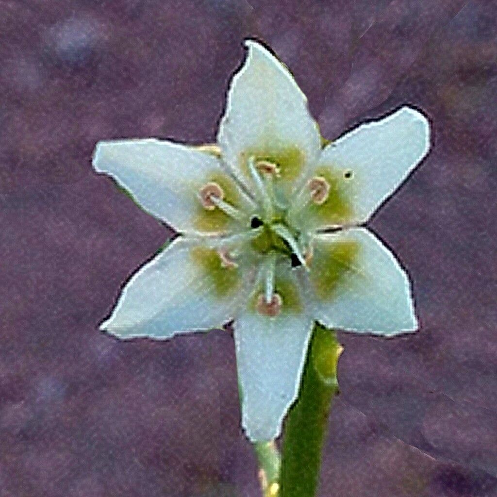 Toxicoscordion brevibracteatum — houseplant care guide