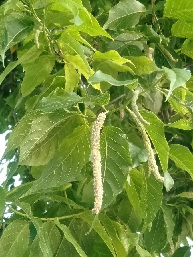 Broussonetia luzonica fruit