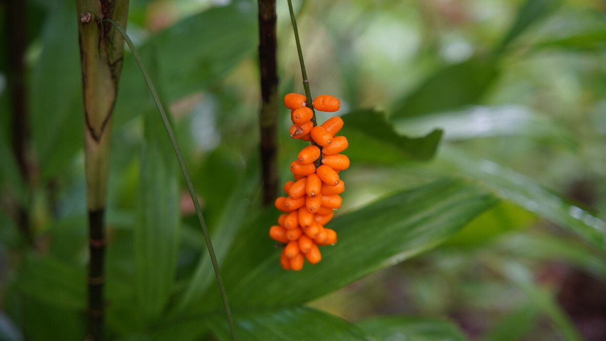 Linospadix palmerianus fruit