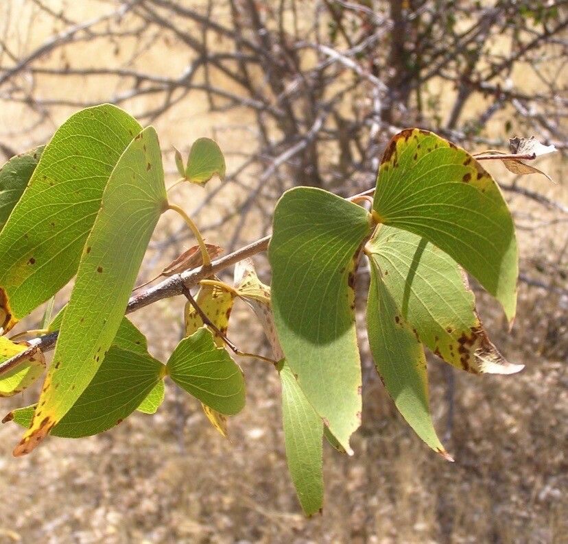 Colophospermum mopane — houseplant care guide