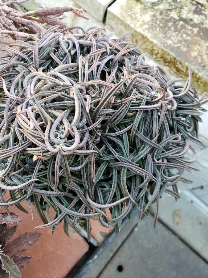 Euphorbia cylindrifolia habit