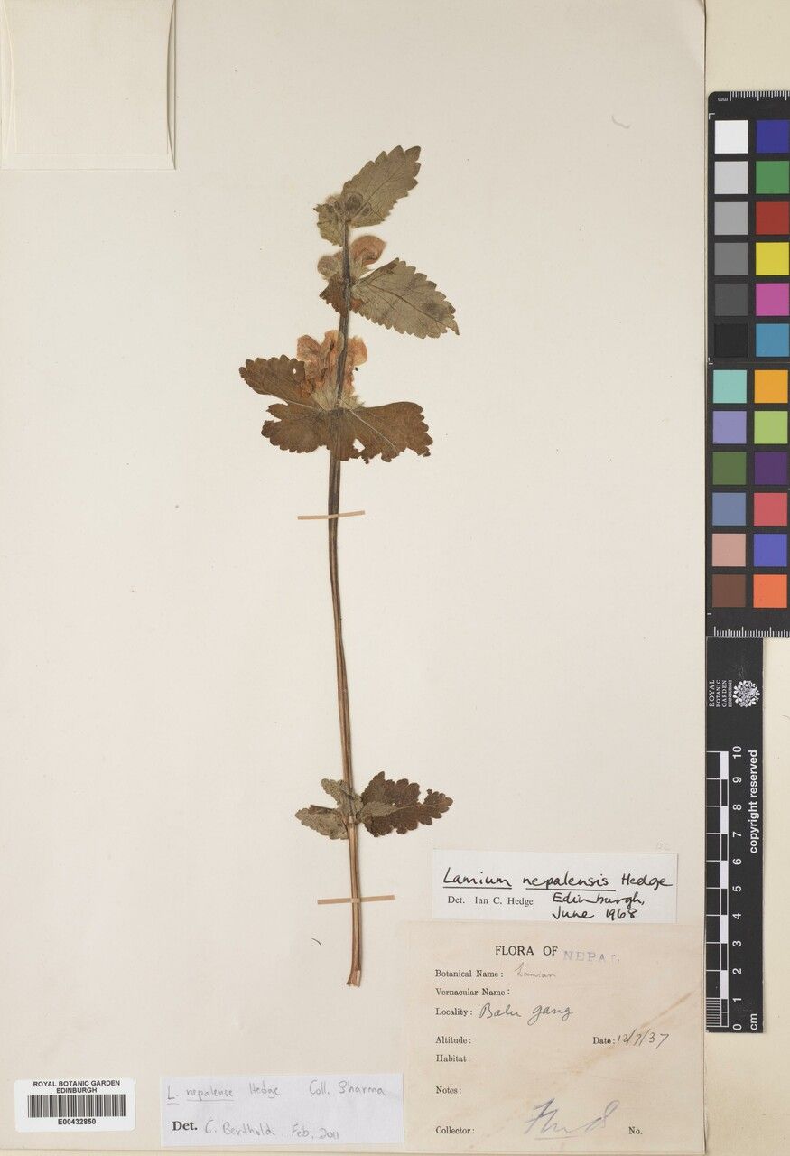 Eriophyton nepalense other