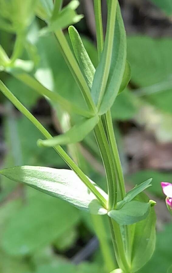 Centaurium pulchellum bark