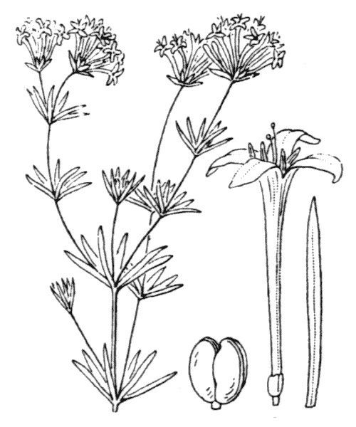 Asperula hexaphylla other
