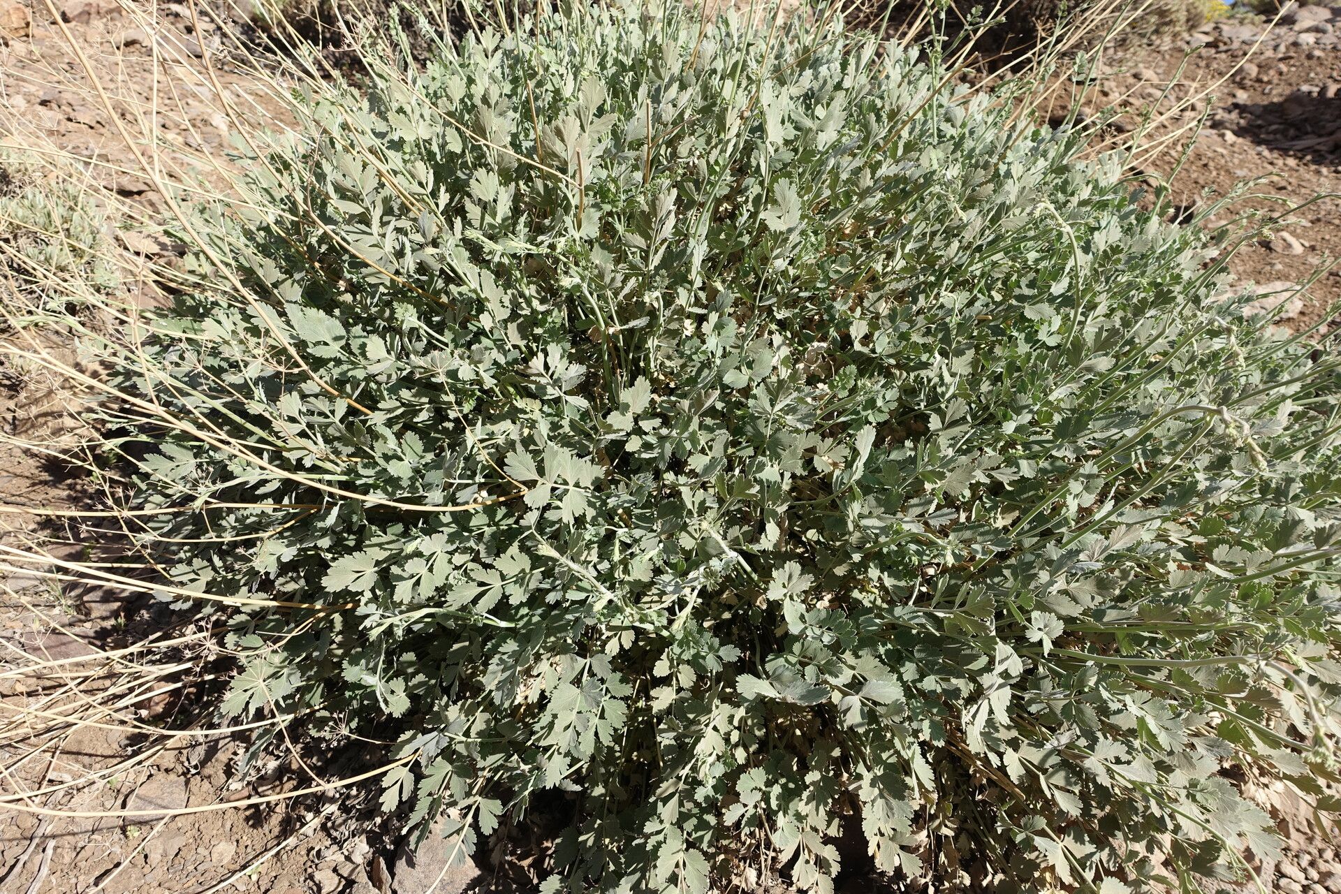 Pimpinella cumbrae — search result for 'Pimpinella'