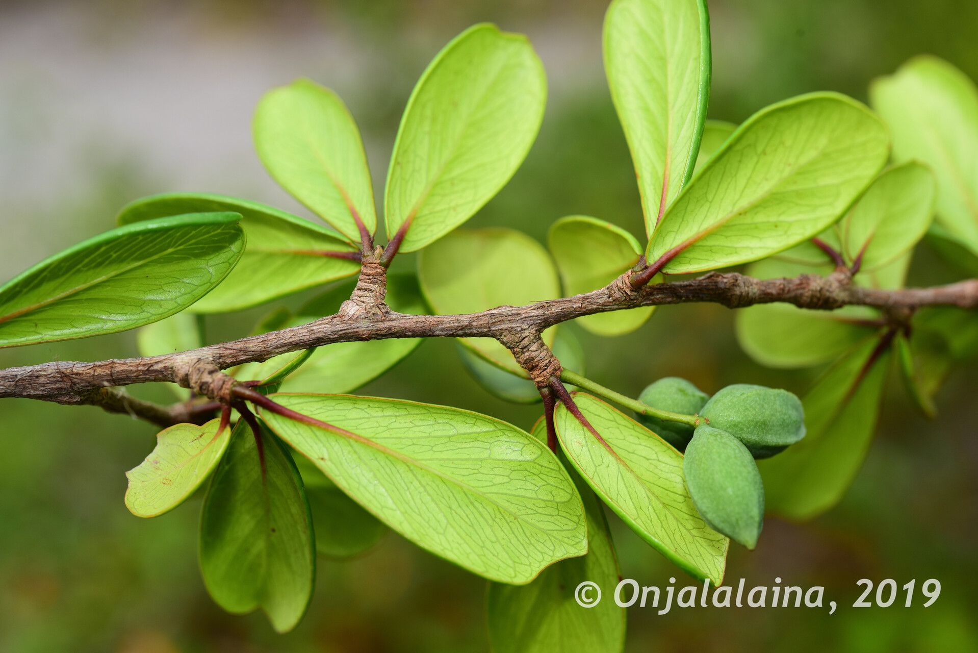 Terminalia fatraea — search result for 'Terminalia'