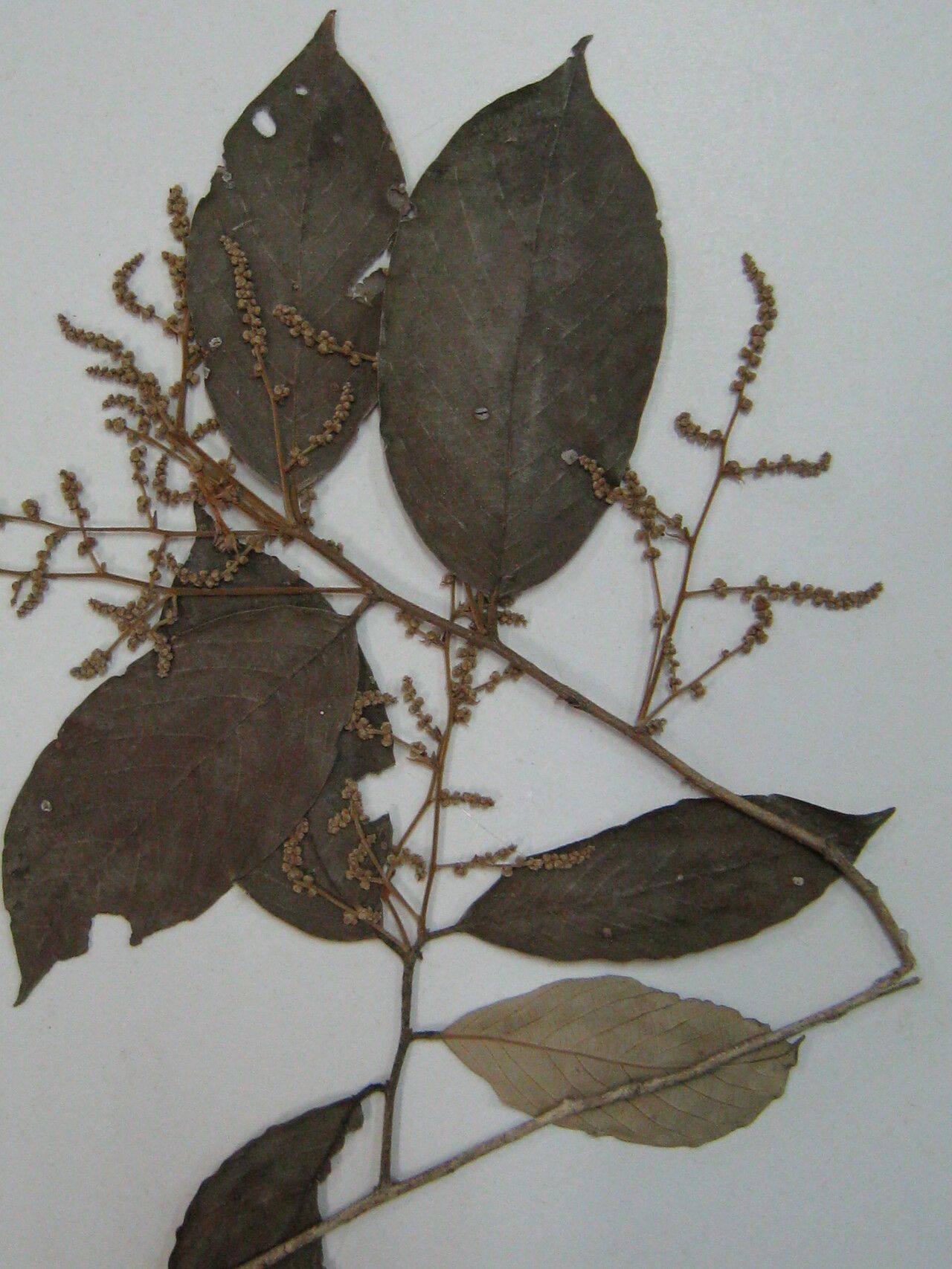 Licania maxima other