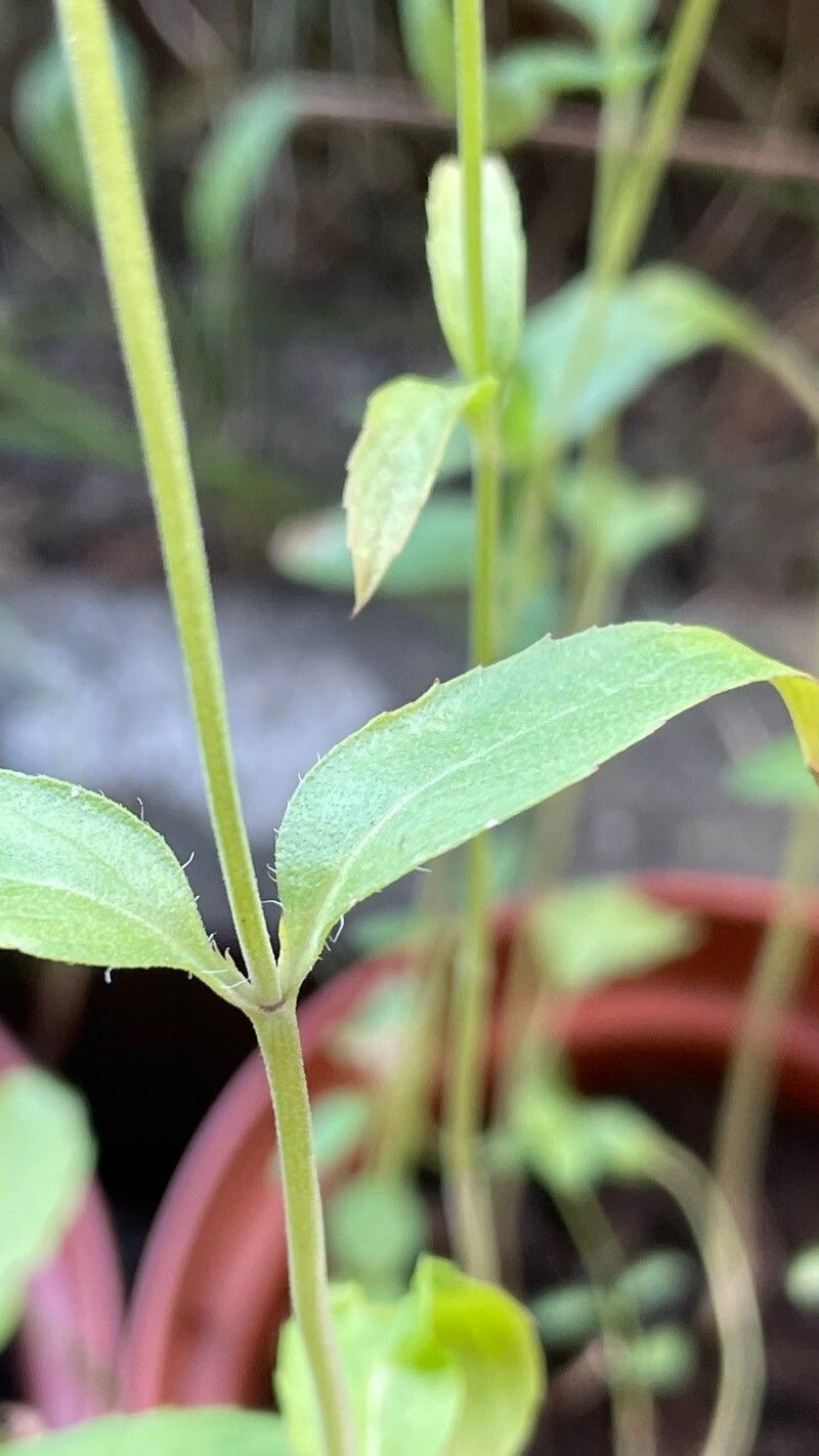 Monarda citriodora leaf