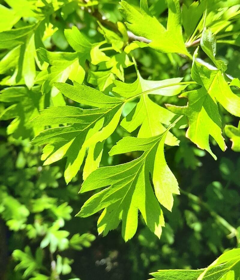 Ribes cucullatum leaf