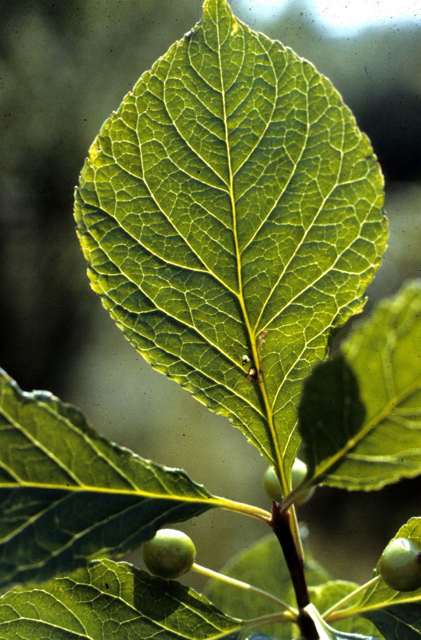 Ilex collina — search result for 'Betula'