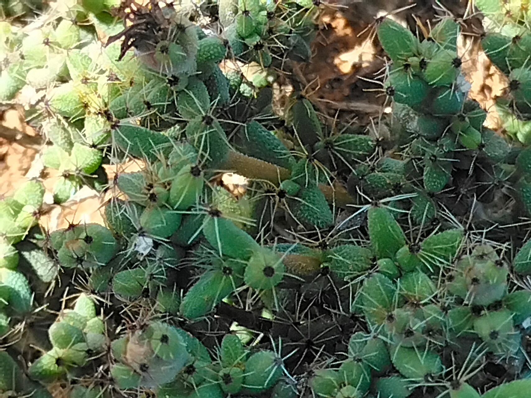 Trichodiadema intonsum bark
