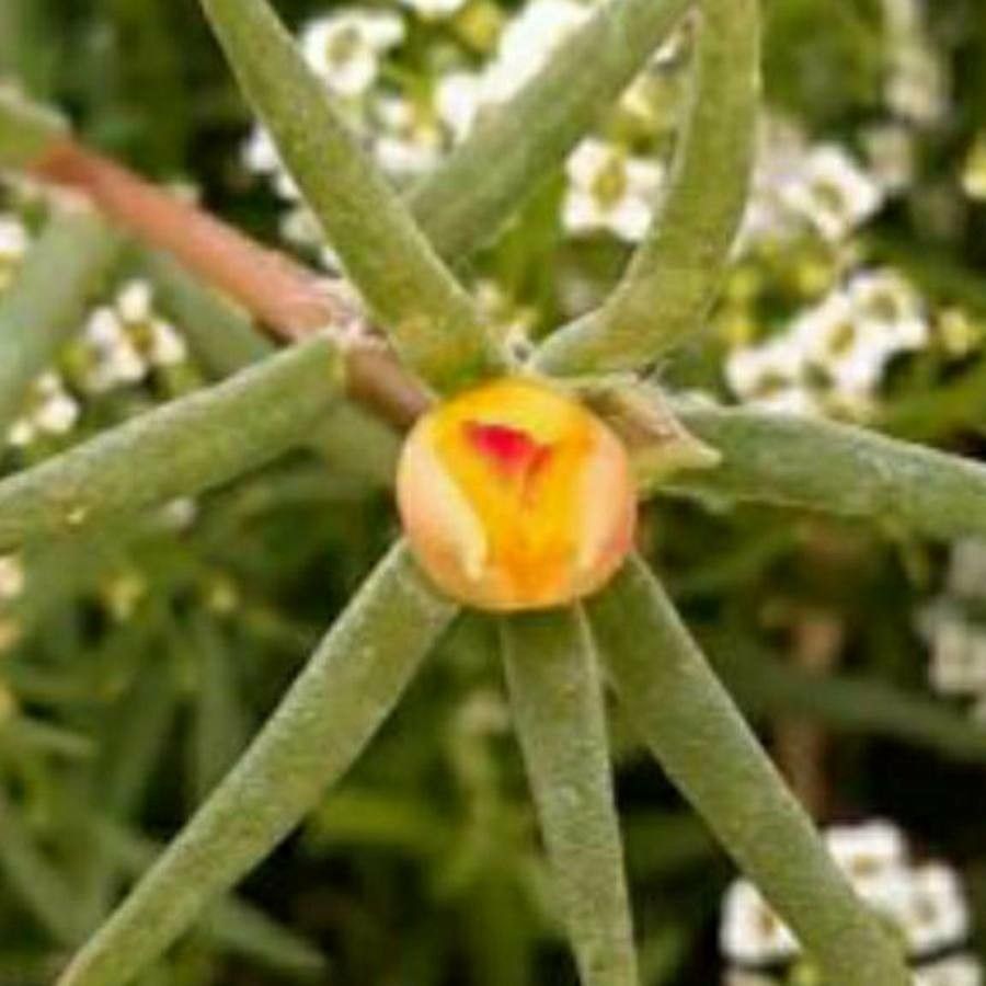 Portulaca suffrutescens flower