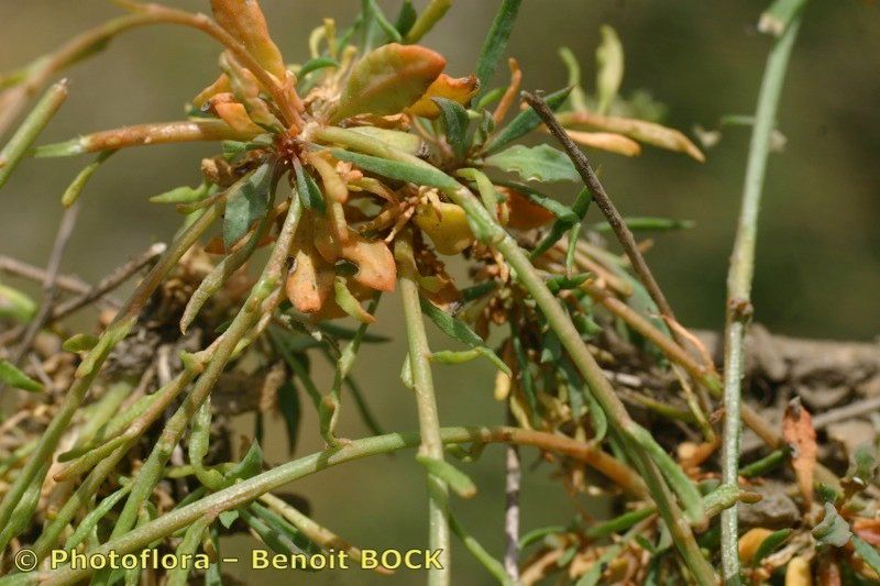 Sesamoides prostrata fruit