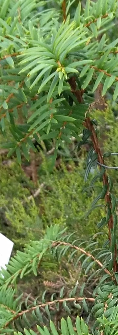 Pseudotaxus chienii bark