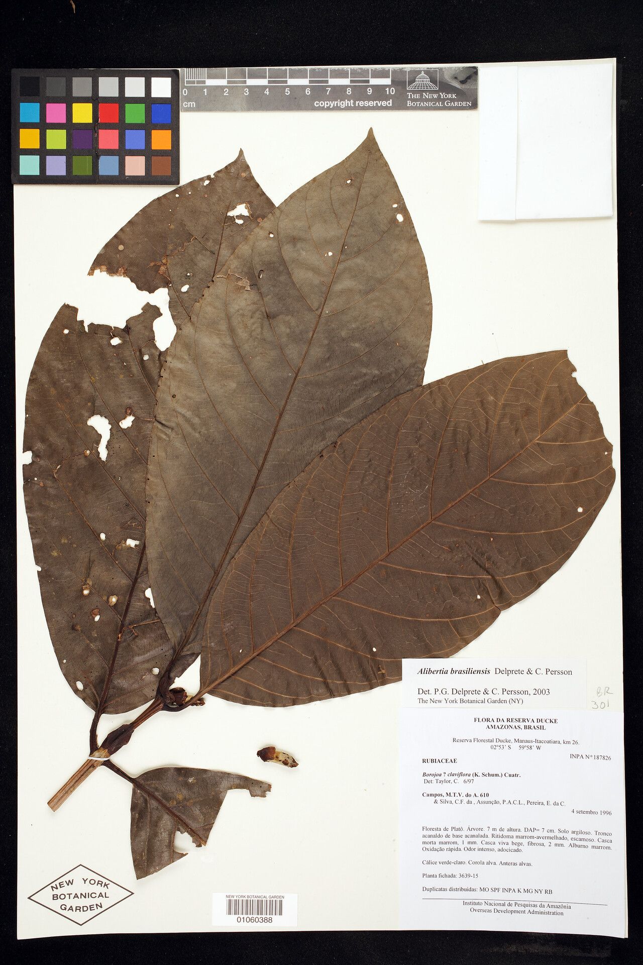 Alibertia claviflora leaf