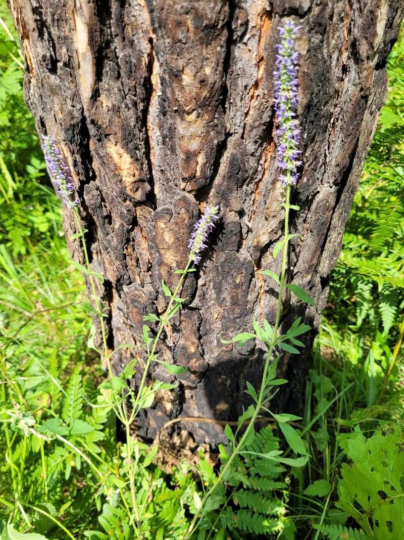 Veronica porphyriana habit