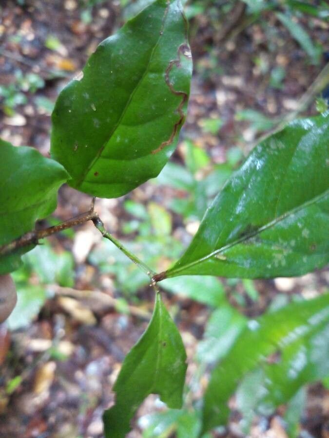 Inga nouragensis — search result for 'Inga'