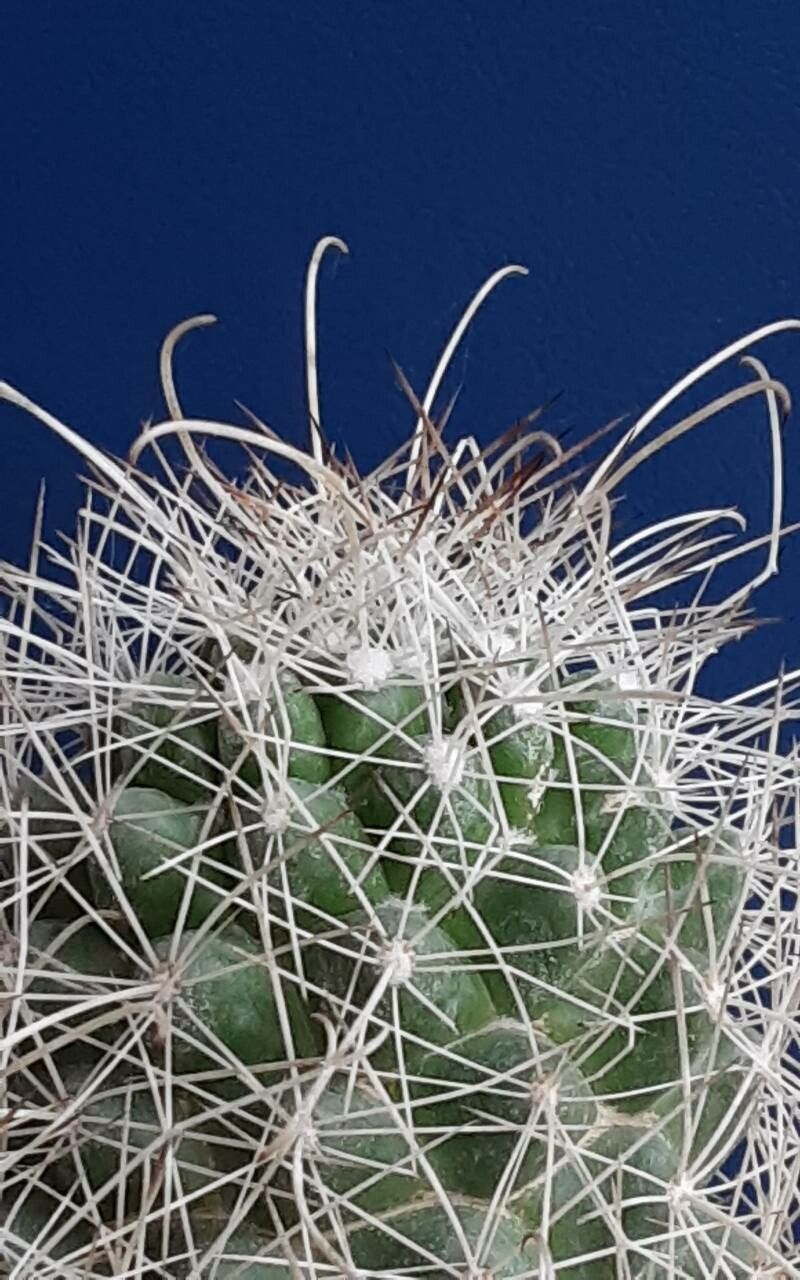 Cochemiea setispina leaf