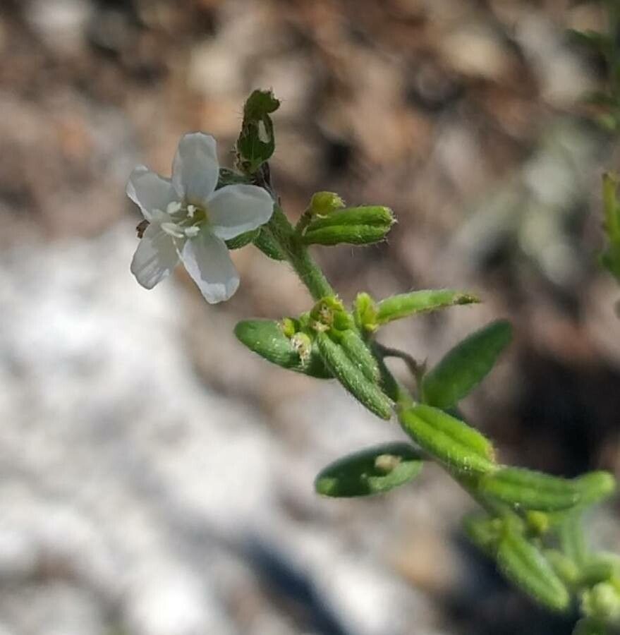 Pomaderris amoena flower