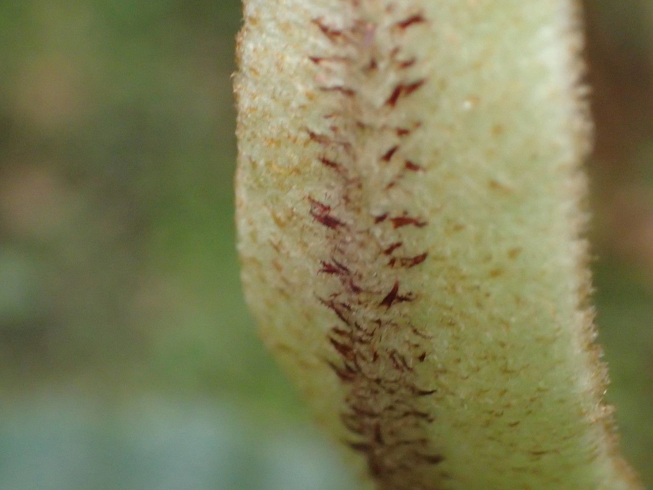 Elaphoglossum splendens fruit