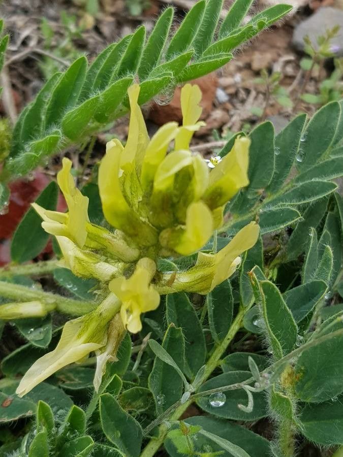 Astragalus nitidiflorus flower