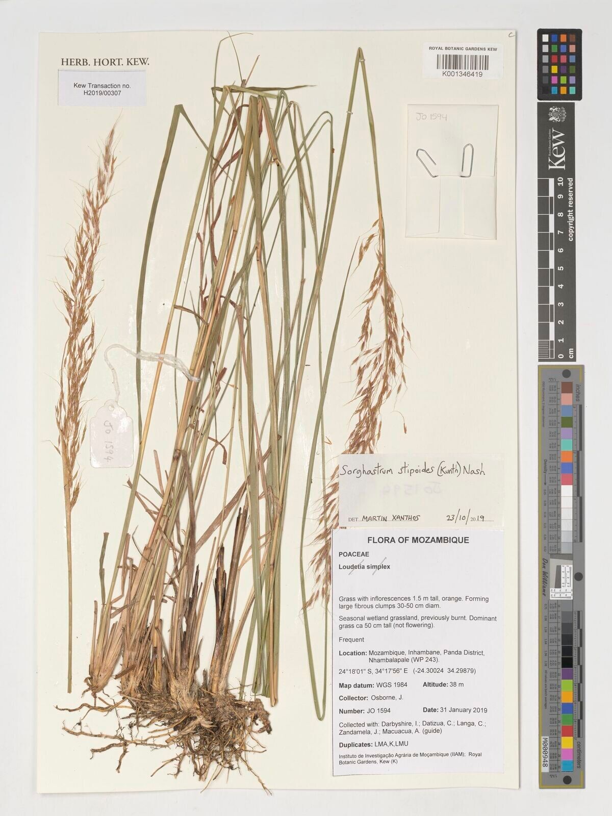 Sorghastrum stipoides — related species from the same genus