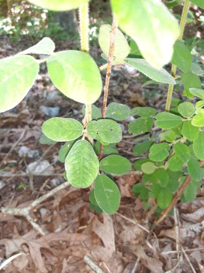 Lespedeza hirta — search result for 'Lespedeza'