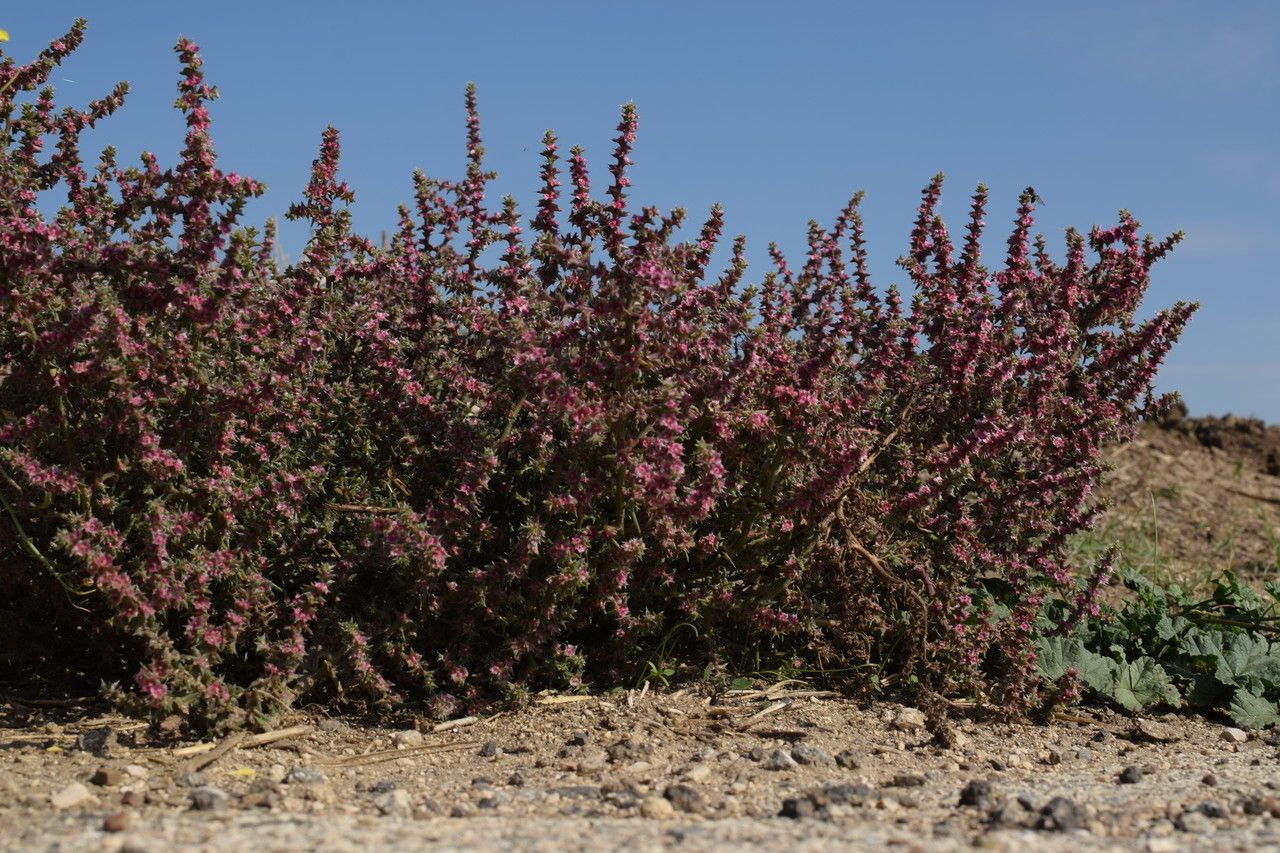 Salsola tragus leaf