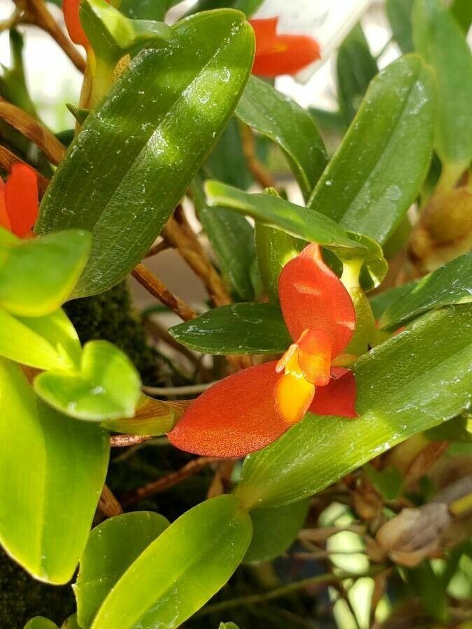 Maxillaria sophronitis flower